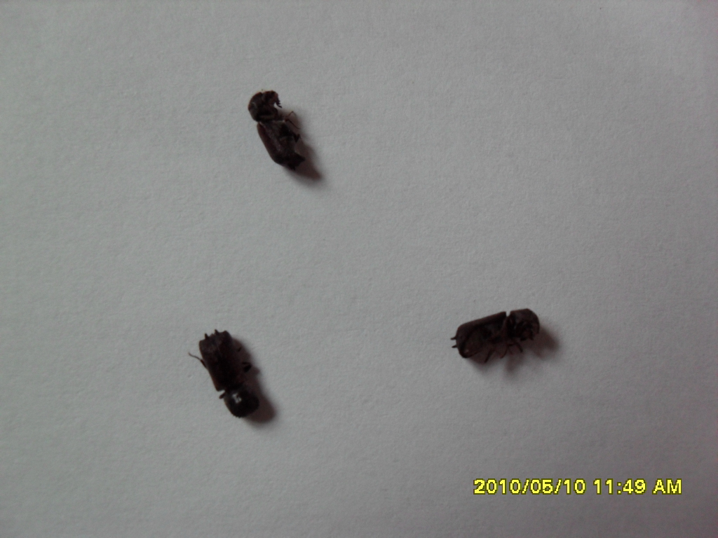 이것이 무슨 해충인가요?